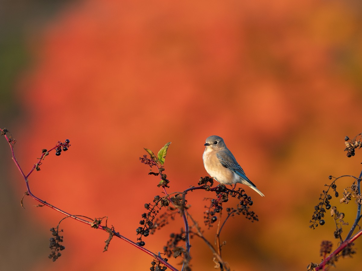 Eastern Bluebird - ML644555943