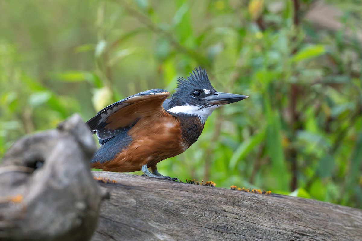 クビワヤマセミ - ML644555944