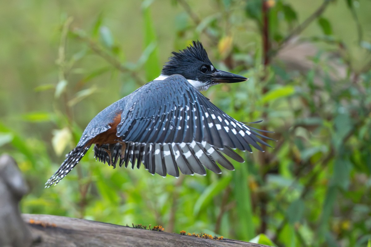 クビワヤマセミ - ML644555945