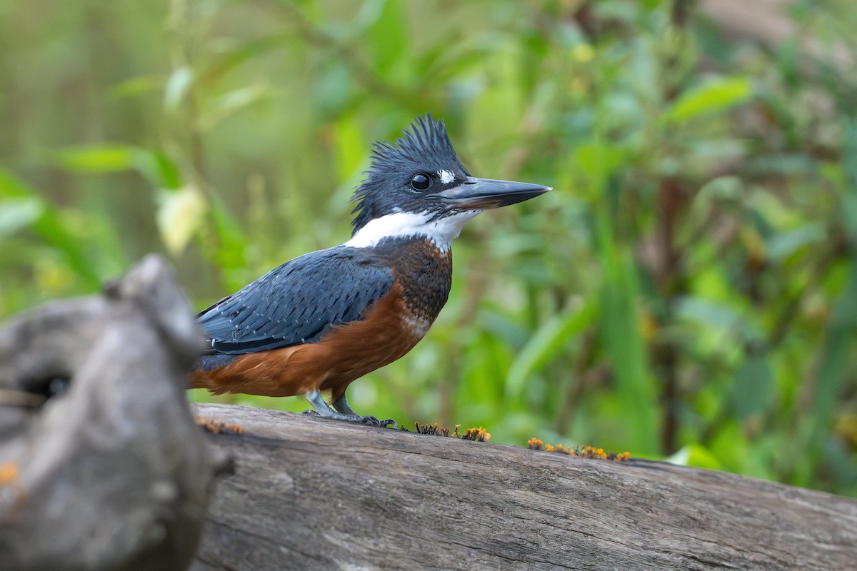 クビワヤマセミ - ML644555946