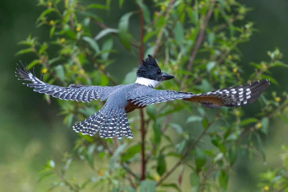 クビワヤマセミ - ML644555947