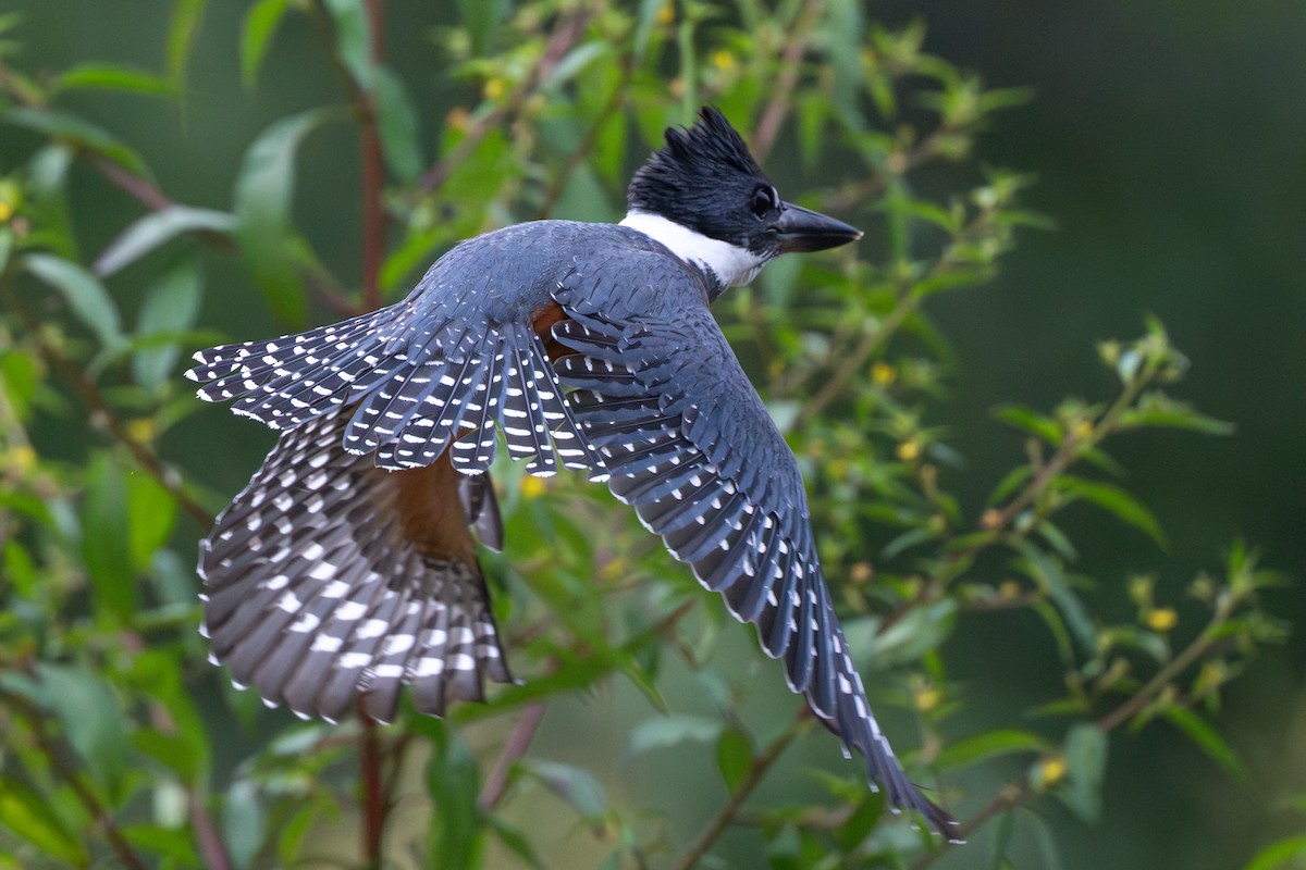 クビワヤマセミ - ML644555949