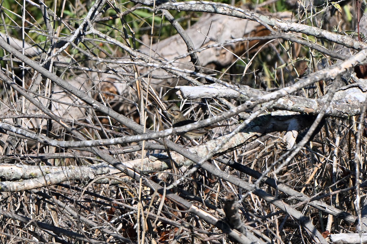 strnadec pruhohlavý - ML644555950