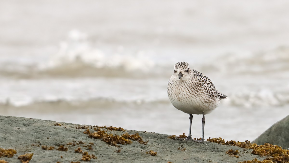 Txirri grisa - ML644555951