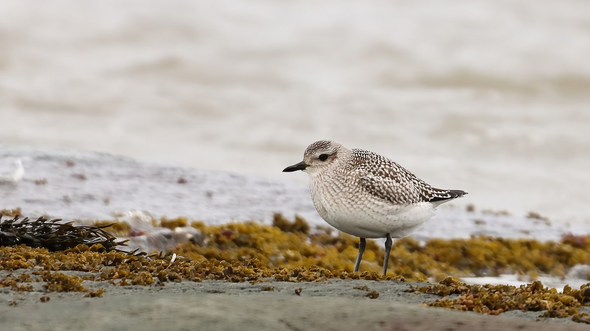 Txirri grisa - ML644555952