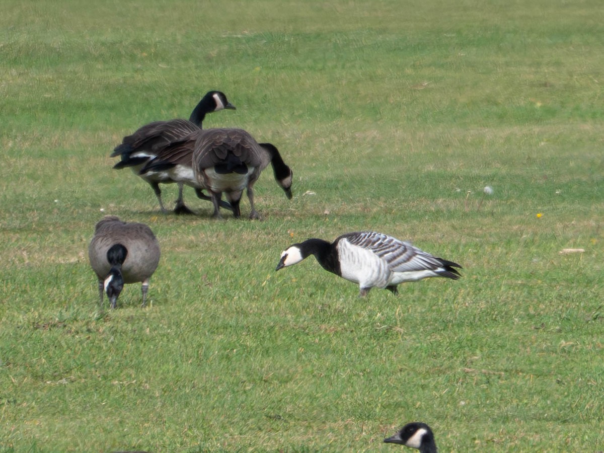 Barnacle Goose - ML644555954