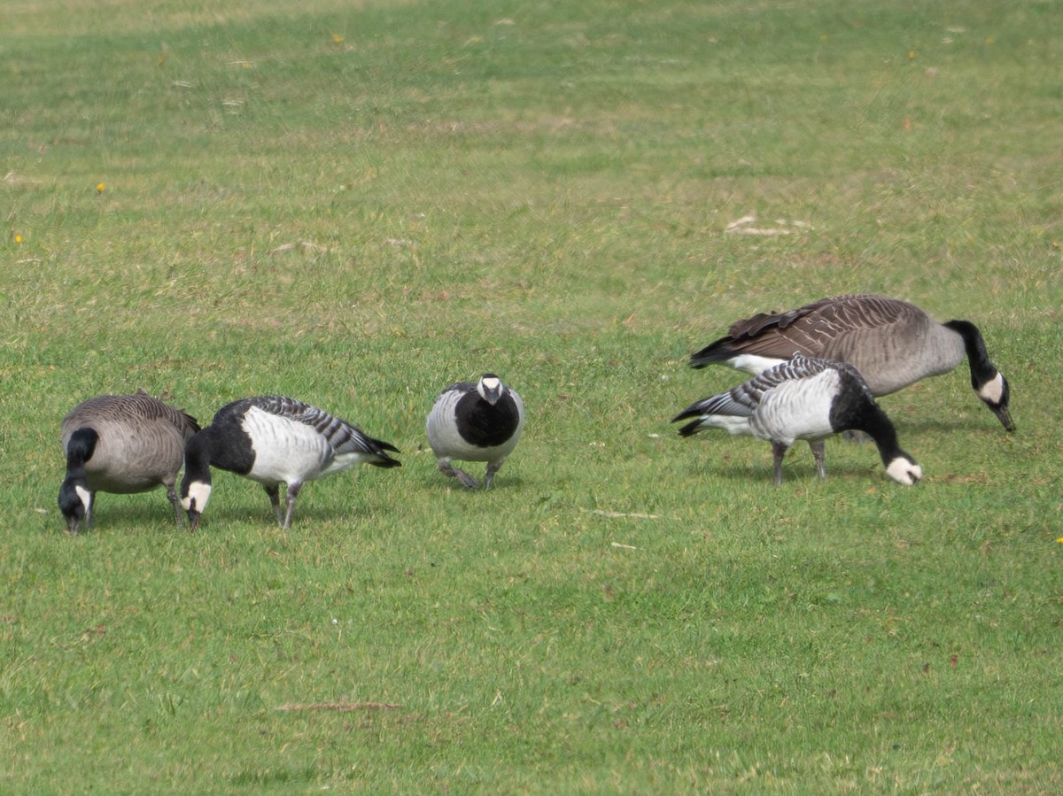 Barnacle Goose - ML644555955