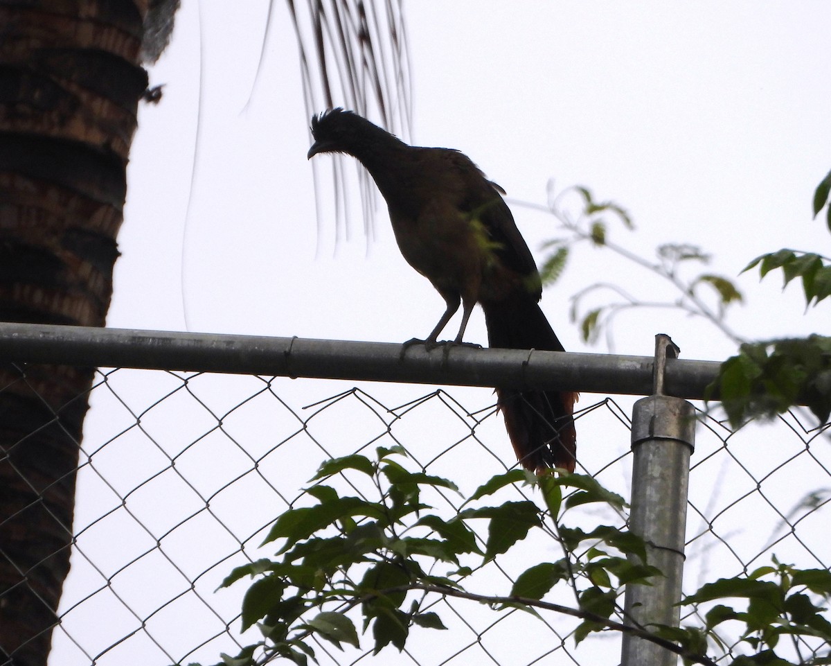 Rufous-vented Chachalaca - ML644555958