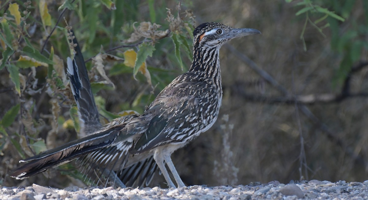 Greater Roadrunner - ML644555965