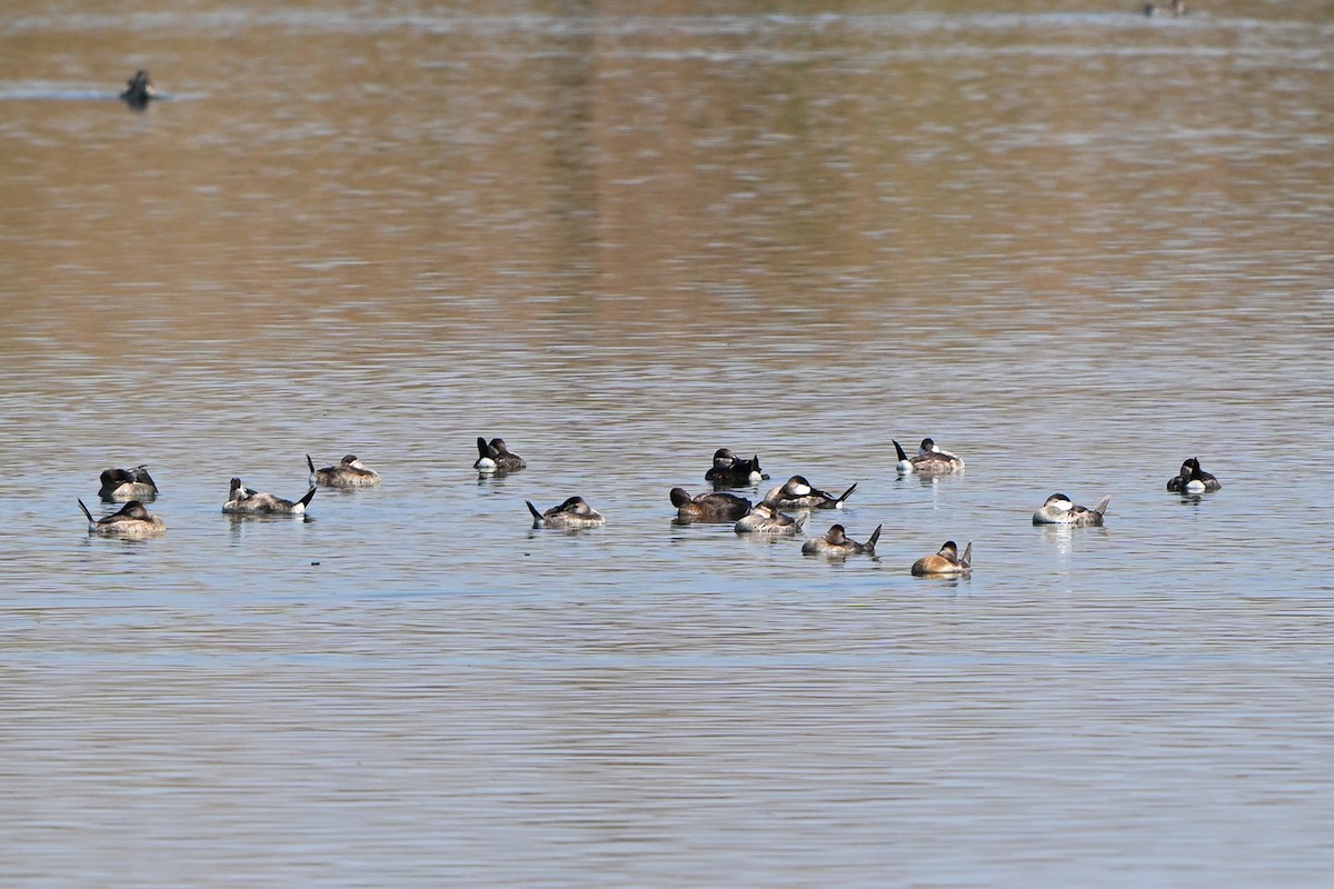 Американская савка - ML644555979