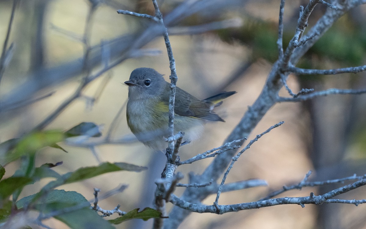 American Redstart - ML644555980