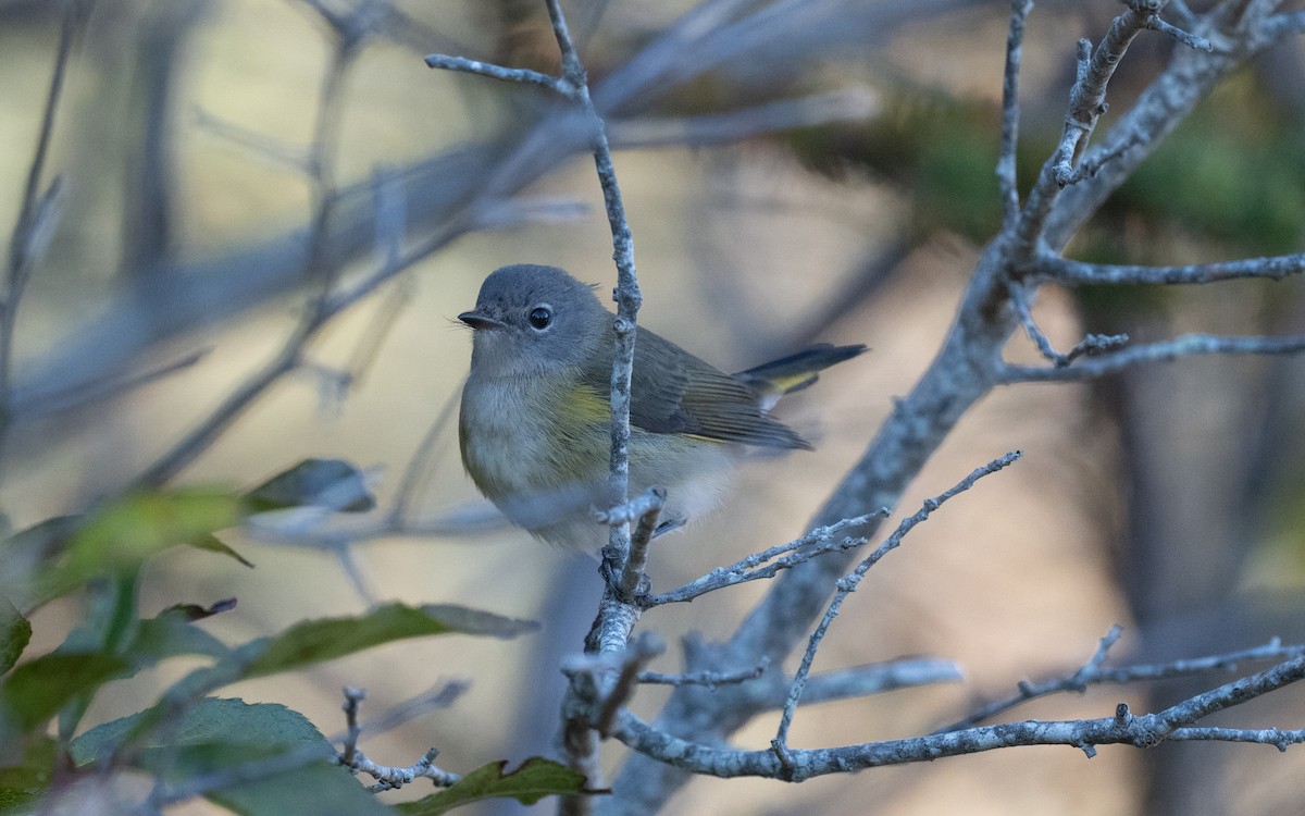 American Redstart - ML644555981