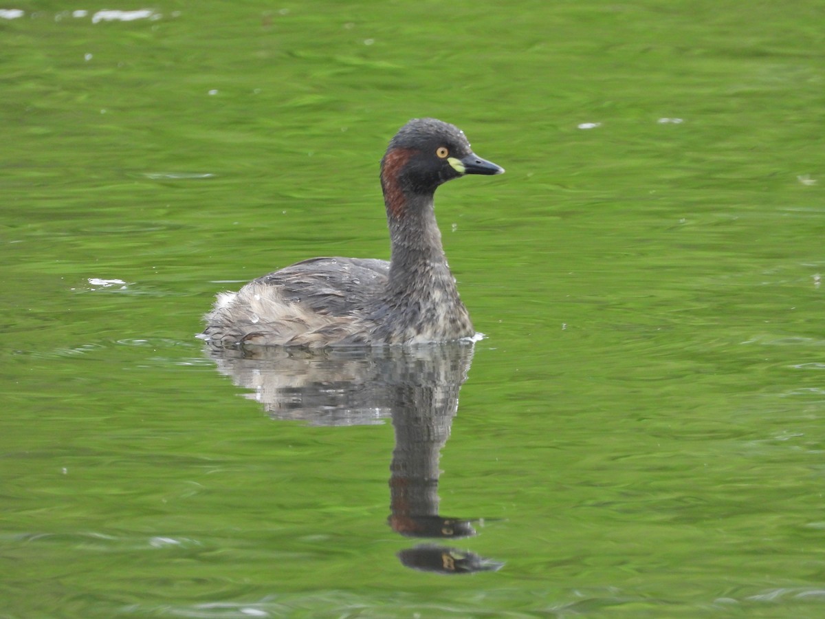 Австралийская поганка - ML644555983