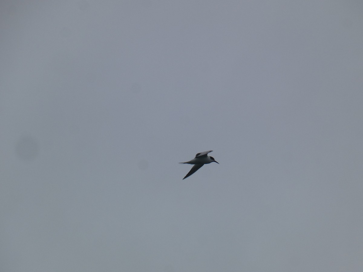 Txenada arrunta - ML644555984