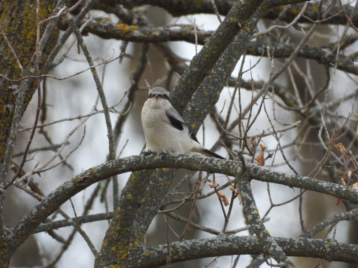 ťuhýk severní - ML644555991