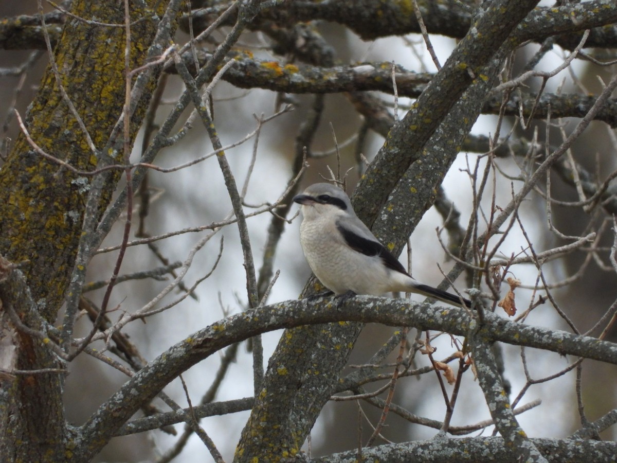 ťuhýk severní - ML644555992