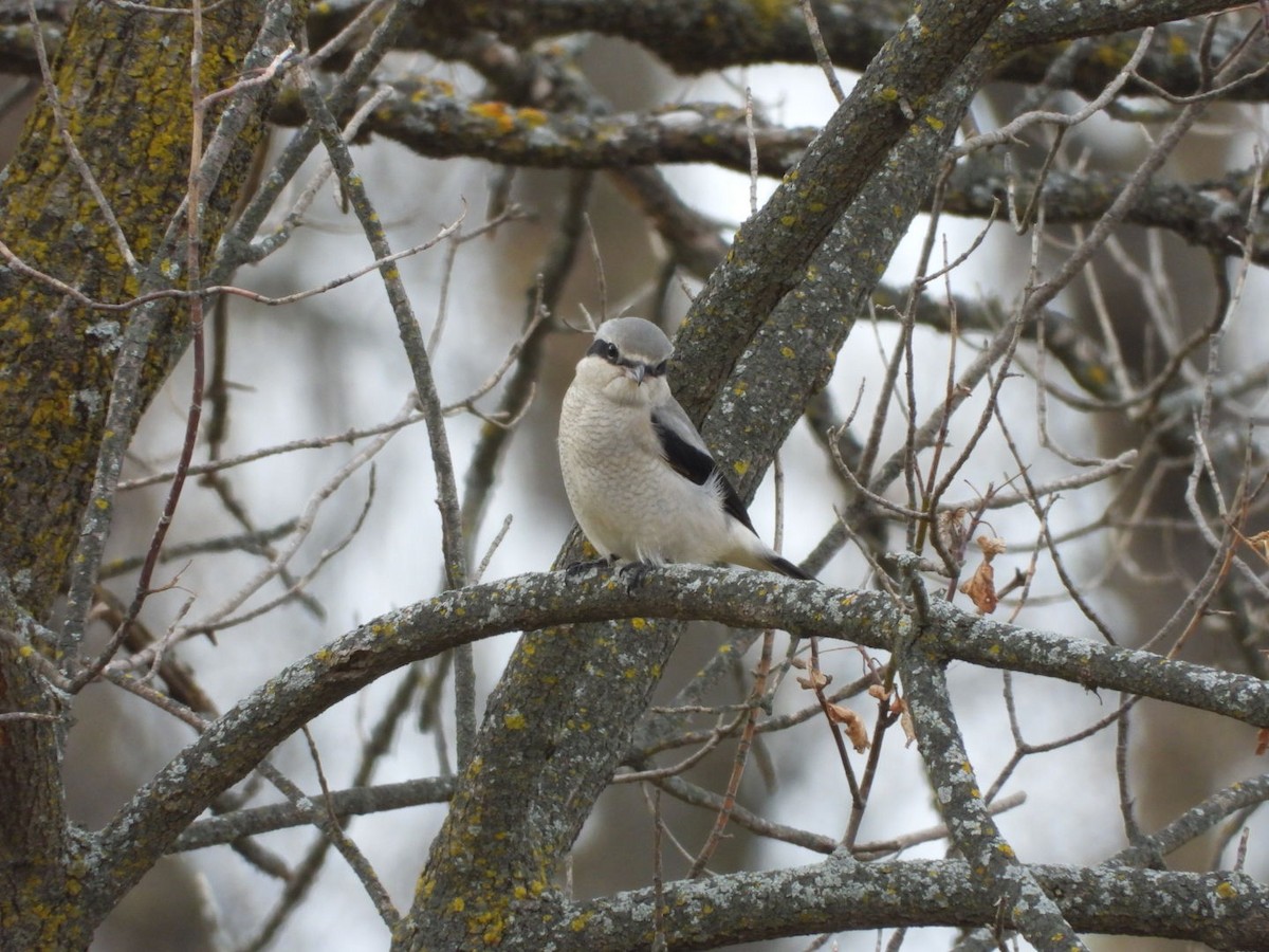 ťuhýk severní - ML644555993