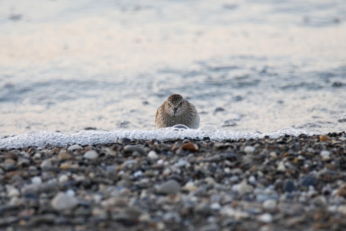Baird's Sandpiper - ML644556004