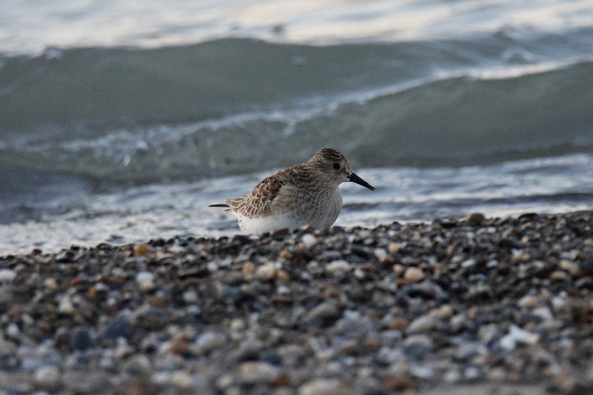 Baird's Sandpiper - ML644556005