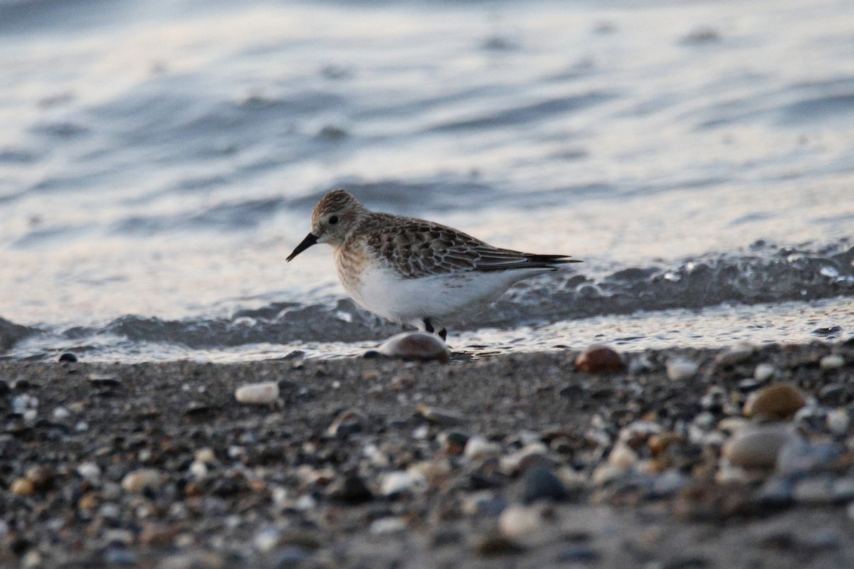 Baird's Sandpiper - ML644556006