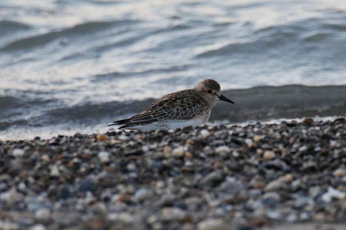 Baird's Sandpiper - ML644556007