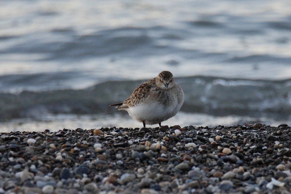Baird's Sandpiper - ML644556008