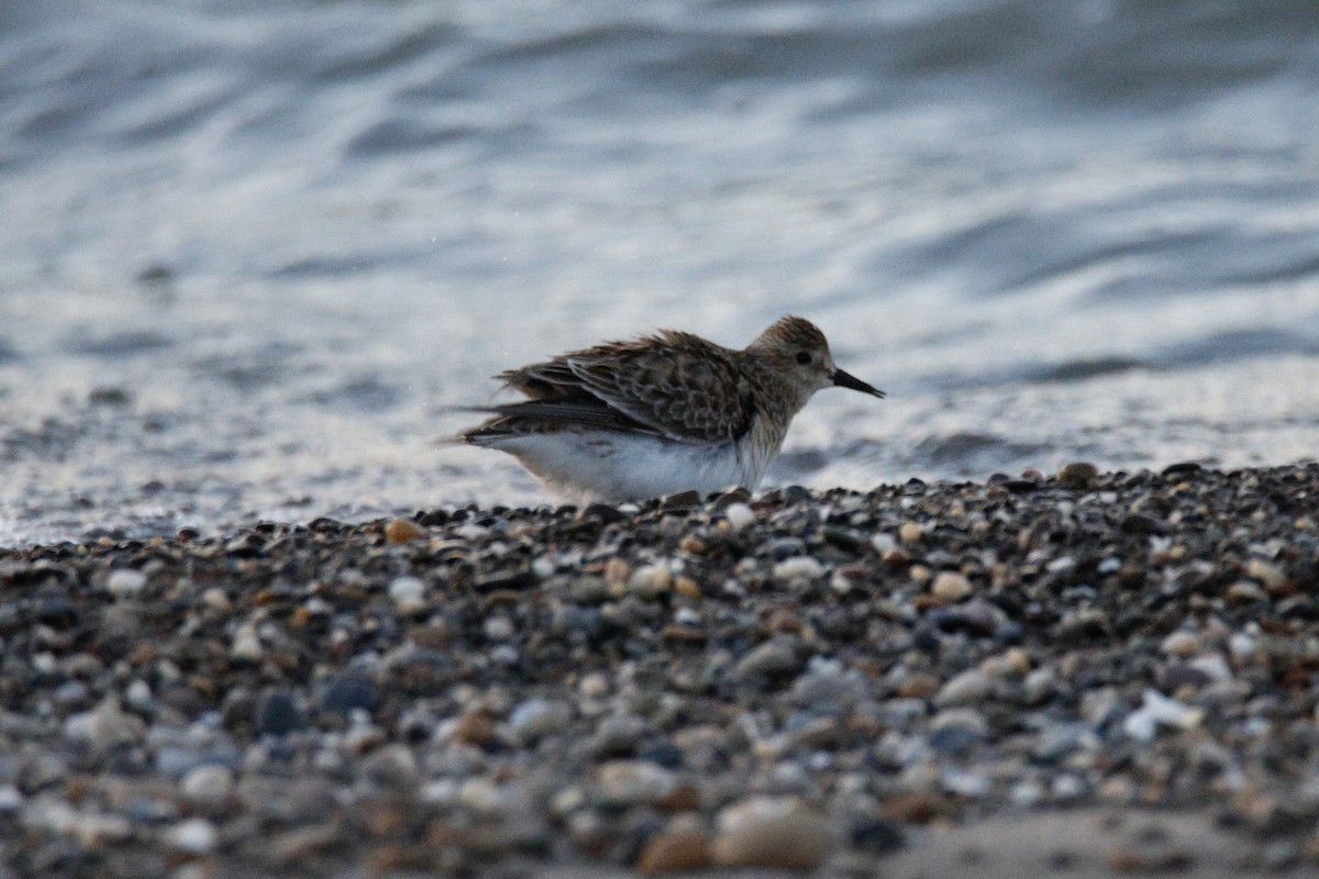 Baird's Sandpiper - ML644556009