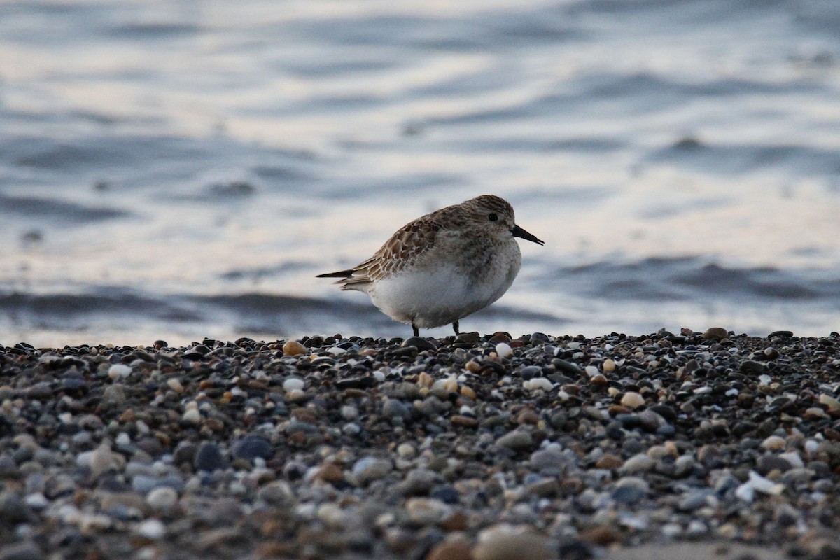 Baird's Sandpiper - ML644556010