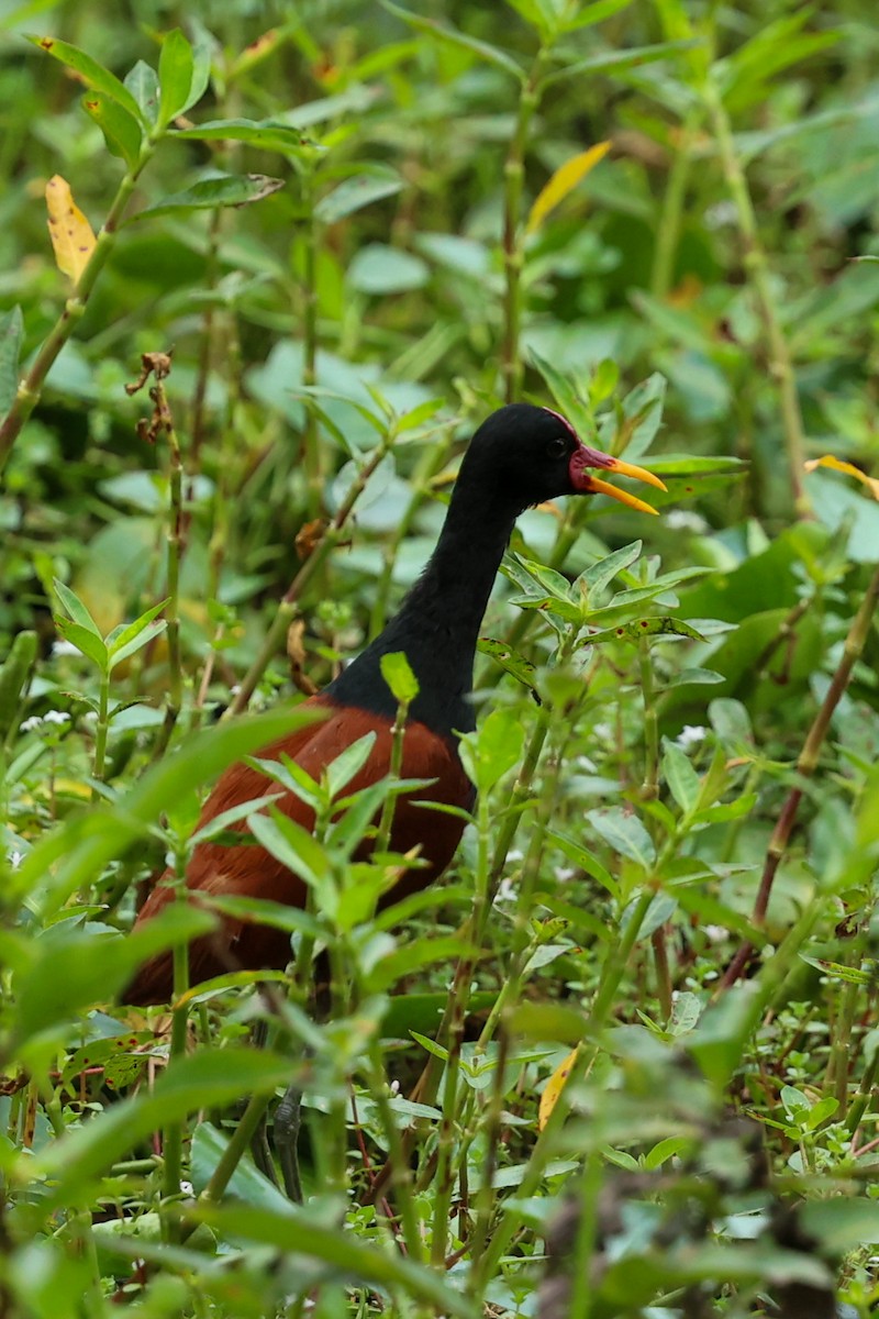 Wattled Jacana (Chestnut-backed) - ML644556014