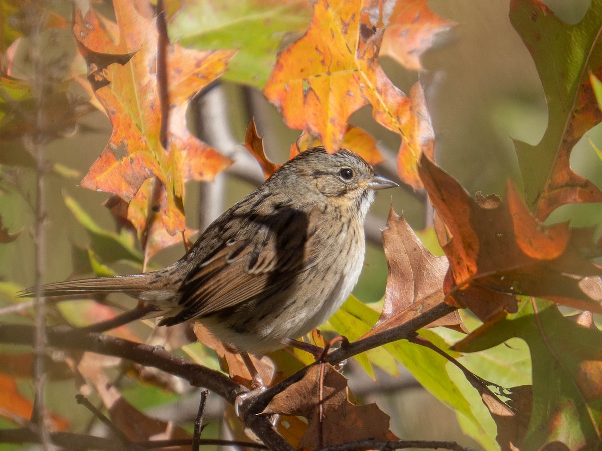 Lincoln's Sparrow - ML644556015
