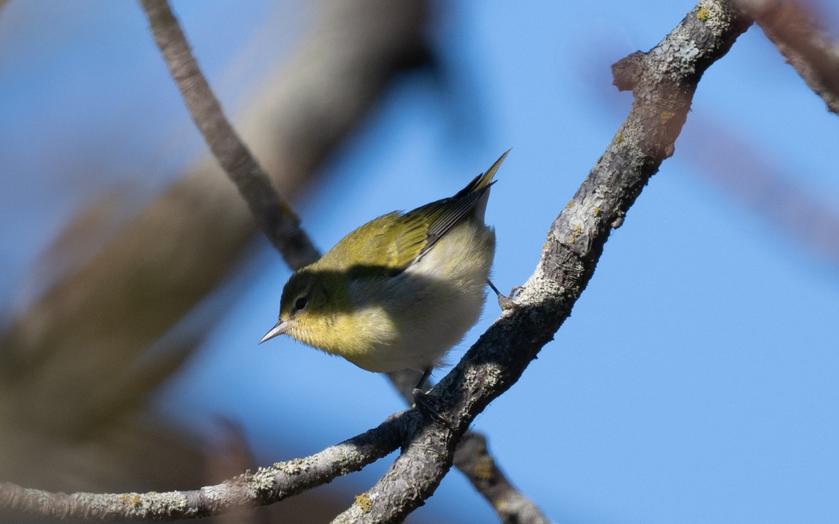 Tennessee Warbler - ML644556016