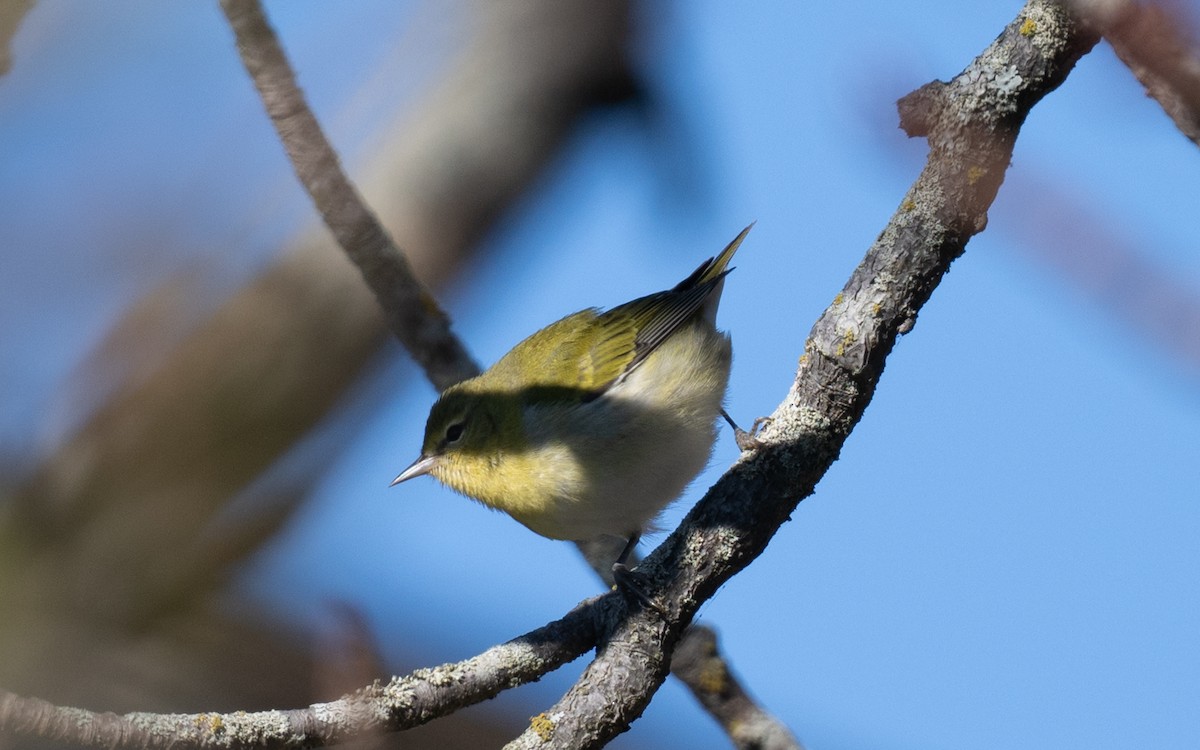 Tennessee Warbler - ML644556017