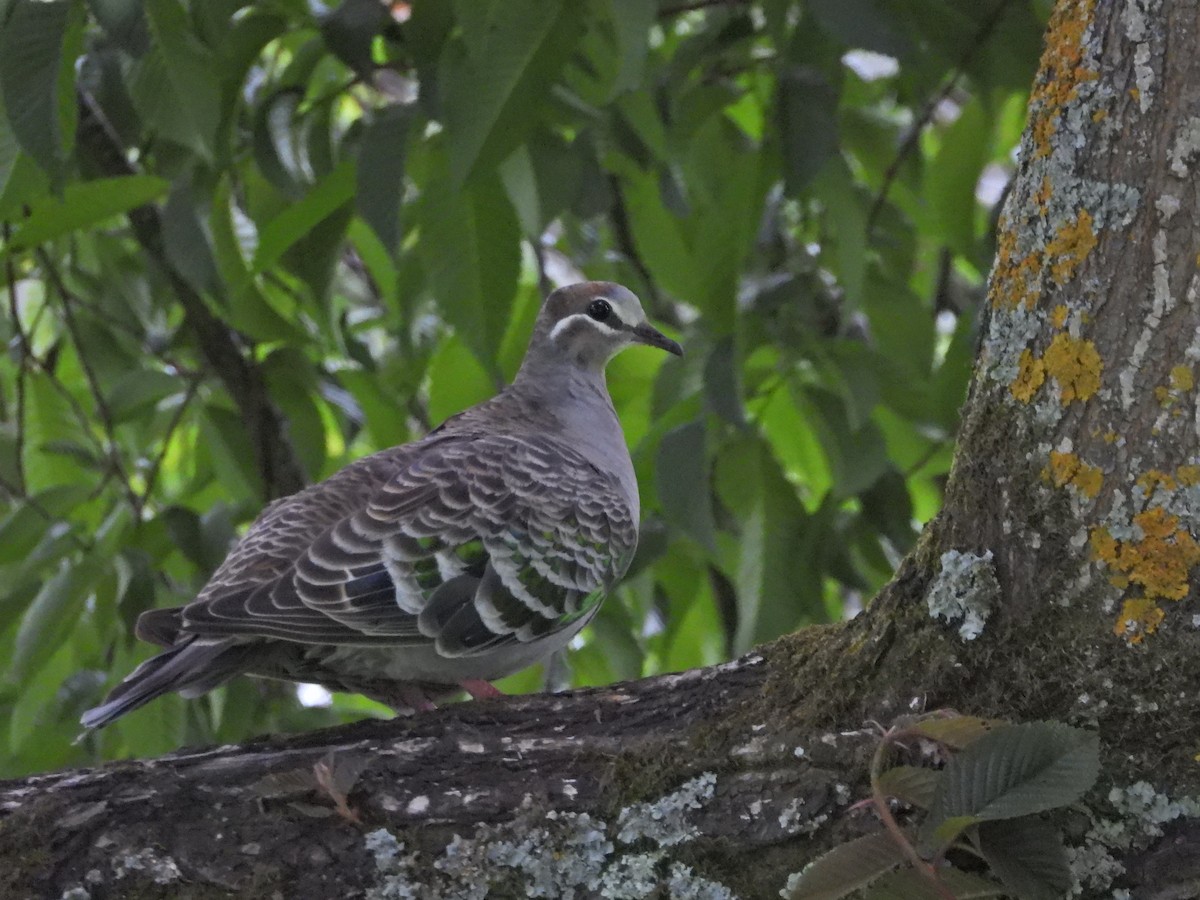 Colombine lumachelle - ML644556018