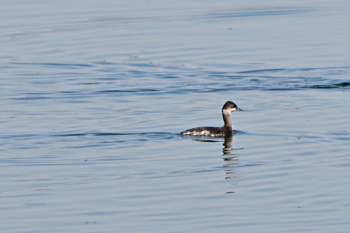 טבלן בינוני - ML644556019