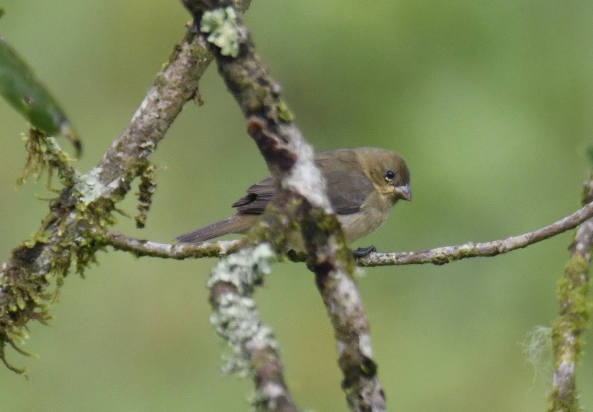 Double-collared Seedeater - ML644556023