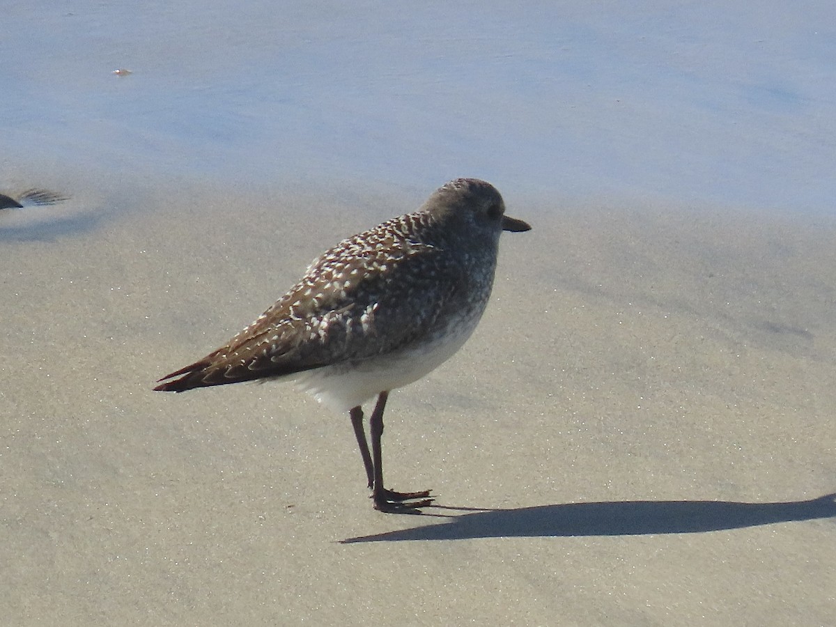 Txirri grisa - ML644556024