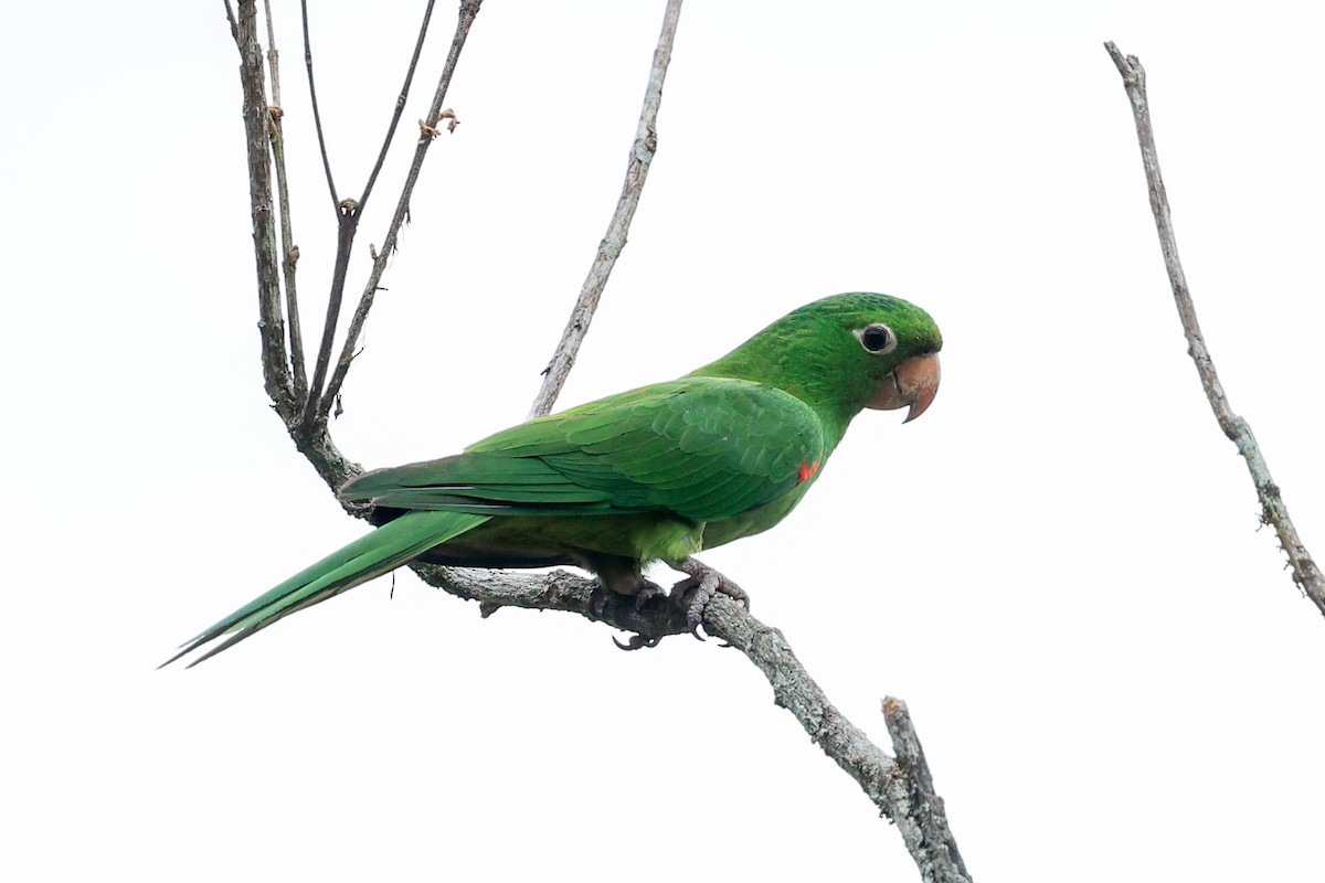 White-eyed Parakeet - ML644556025