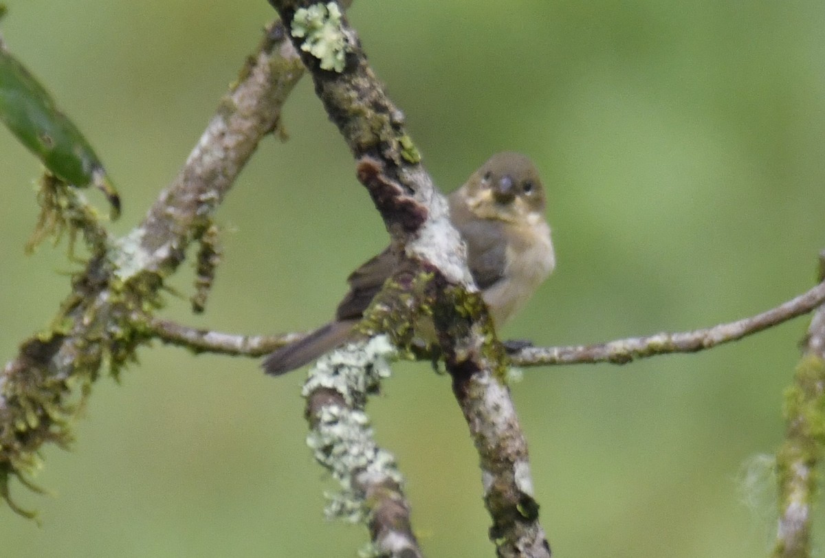 Double-collared Seedeater - ML644556032