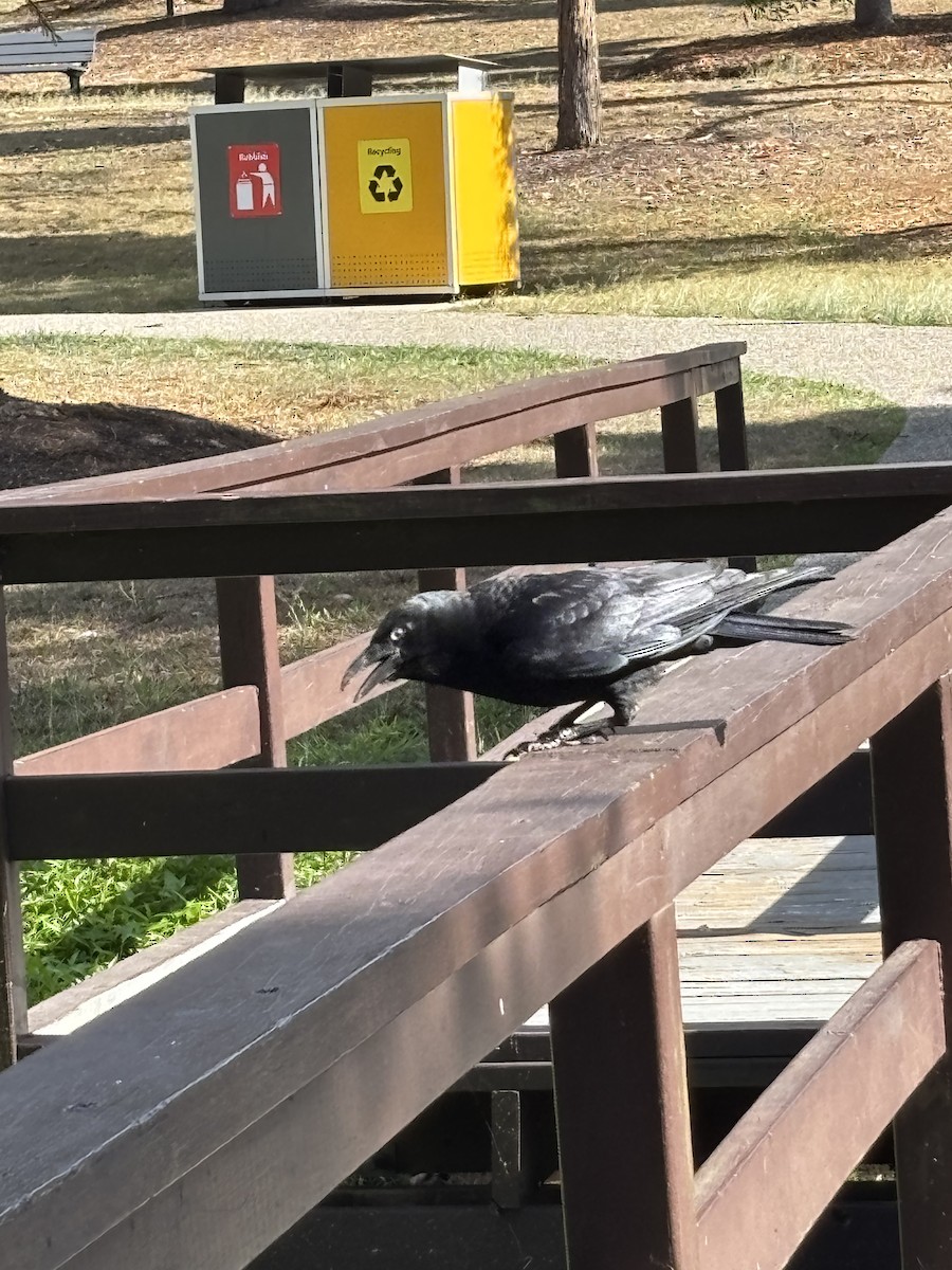 Torresian Crow - ML644556040