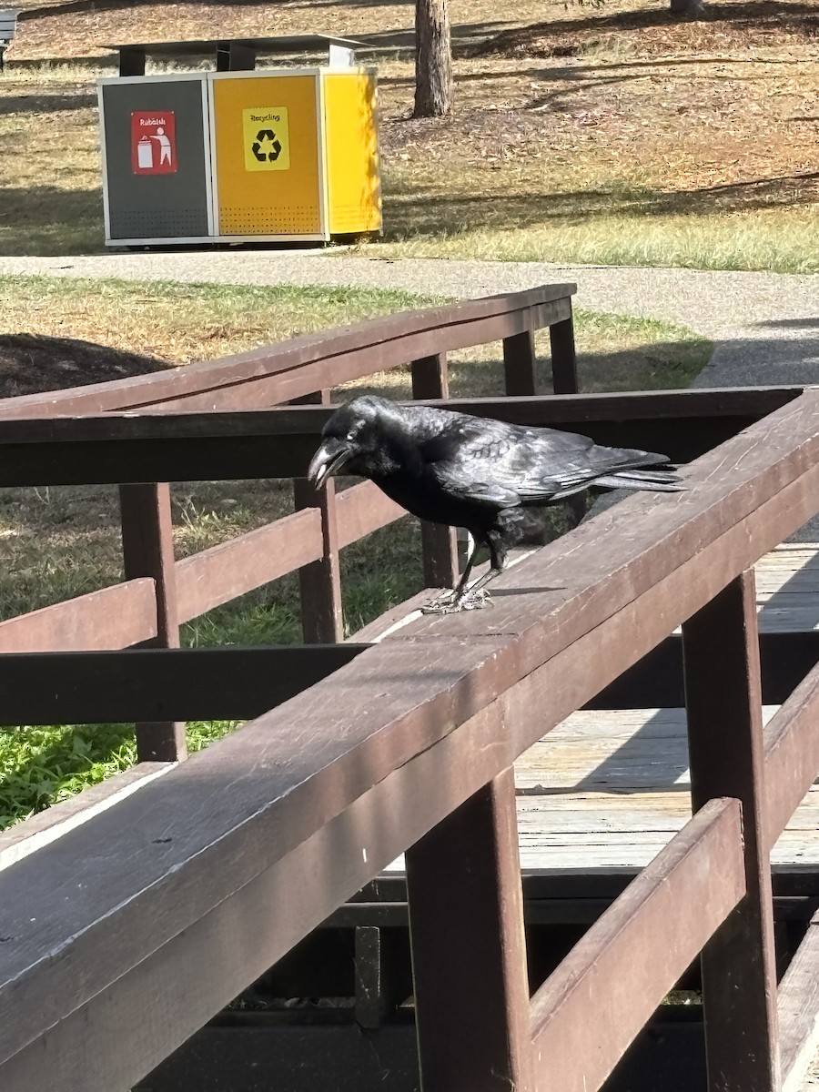 Torresian Crow - ML644556041