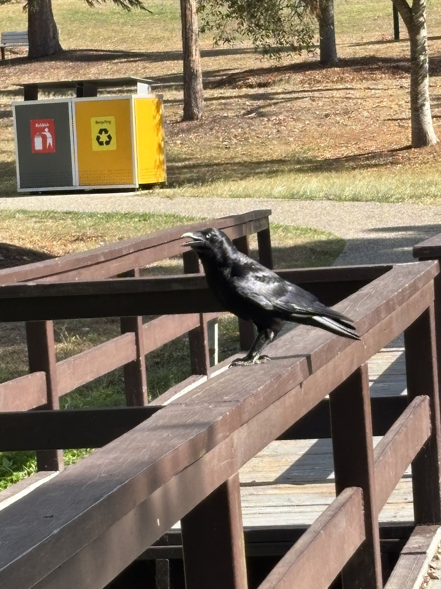 Torresian Crow - ML644556042