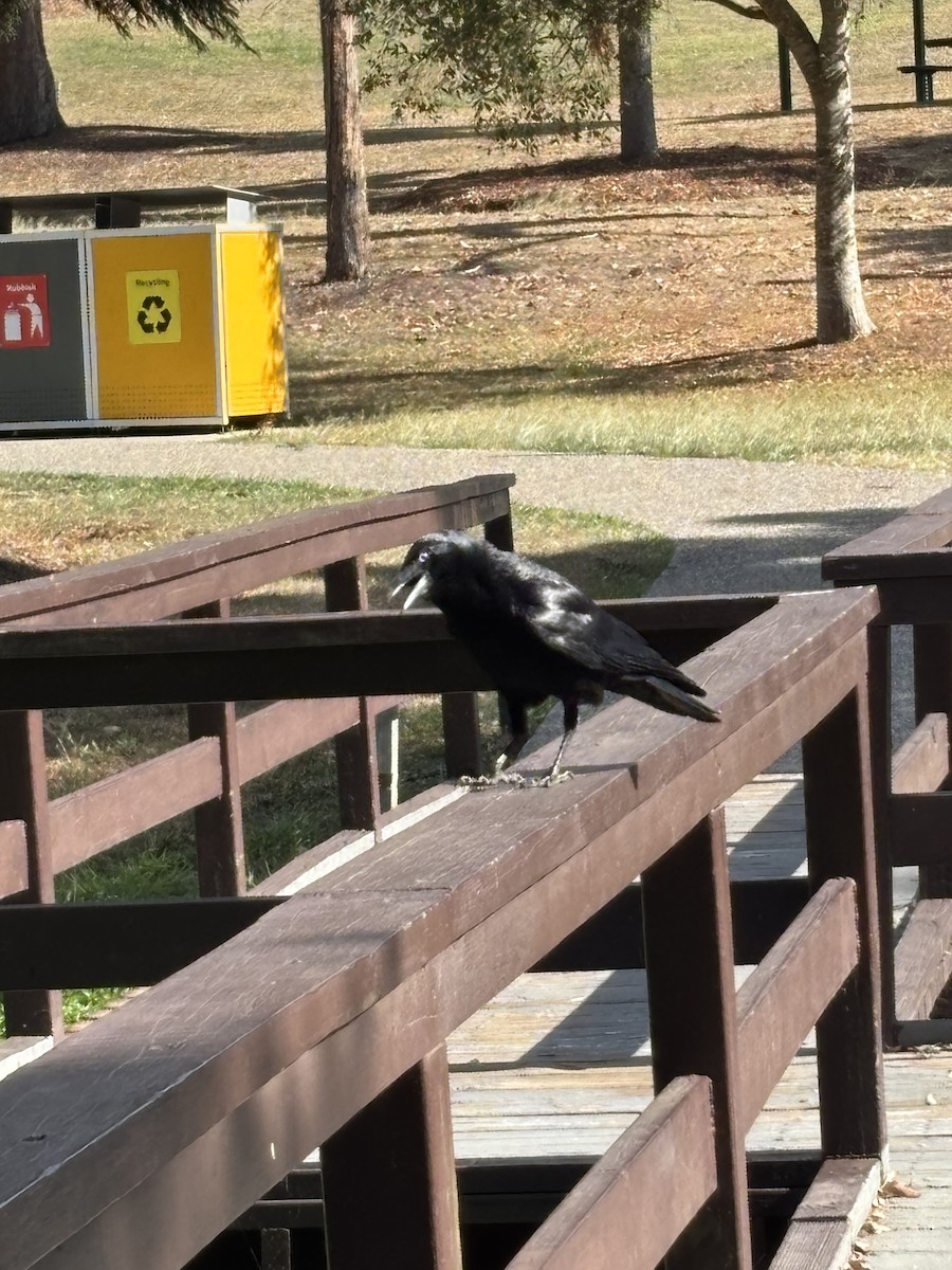 Torresian Crow - ML644556043