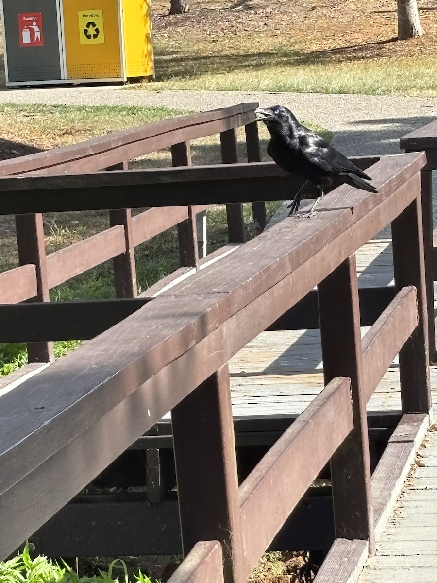 Torresian Crow - ML644556044