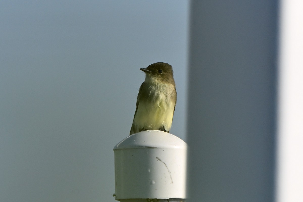 Eastern Phoebe - ML644556045