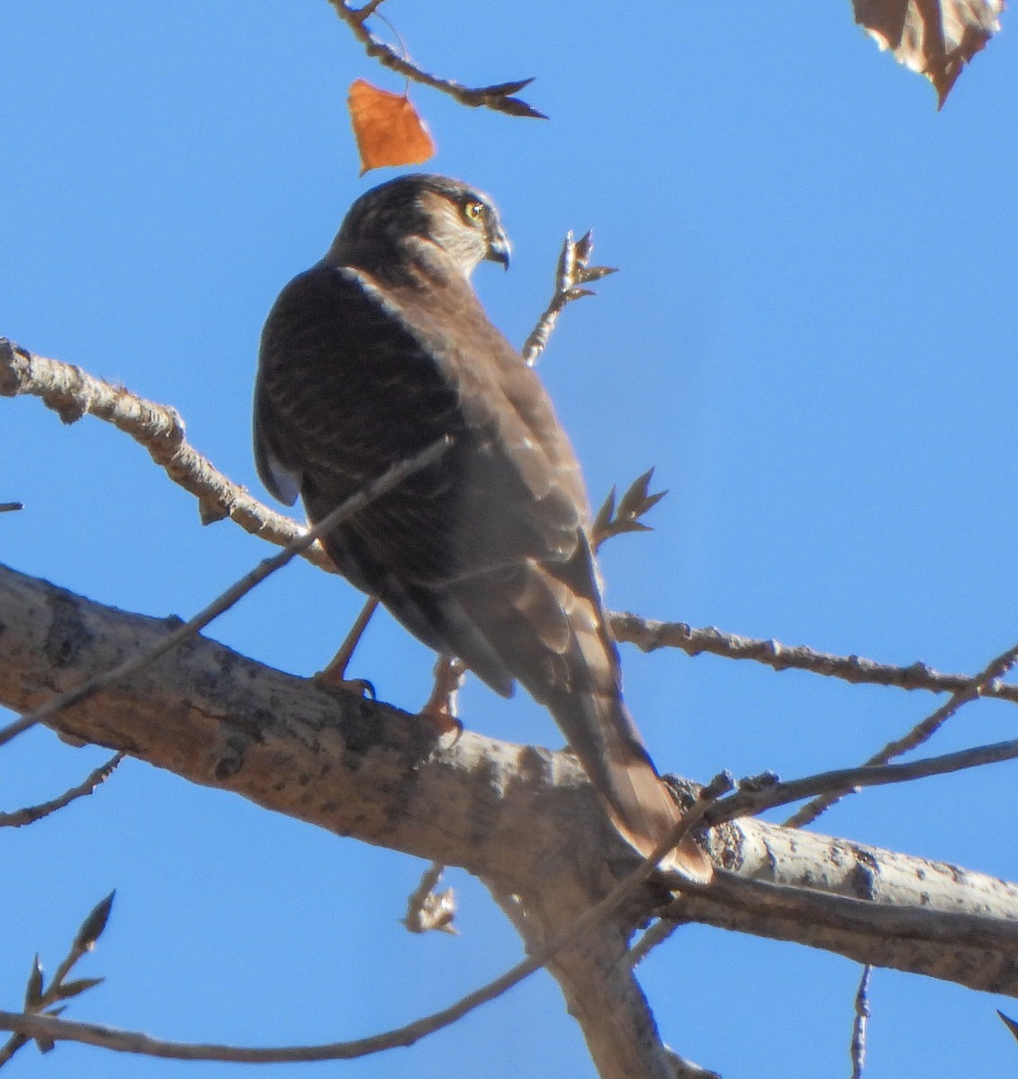 Sharp-shinned Hawk - ML644556046
