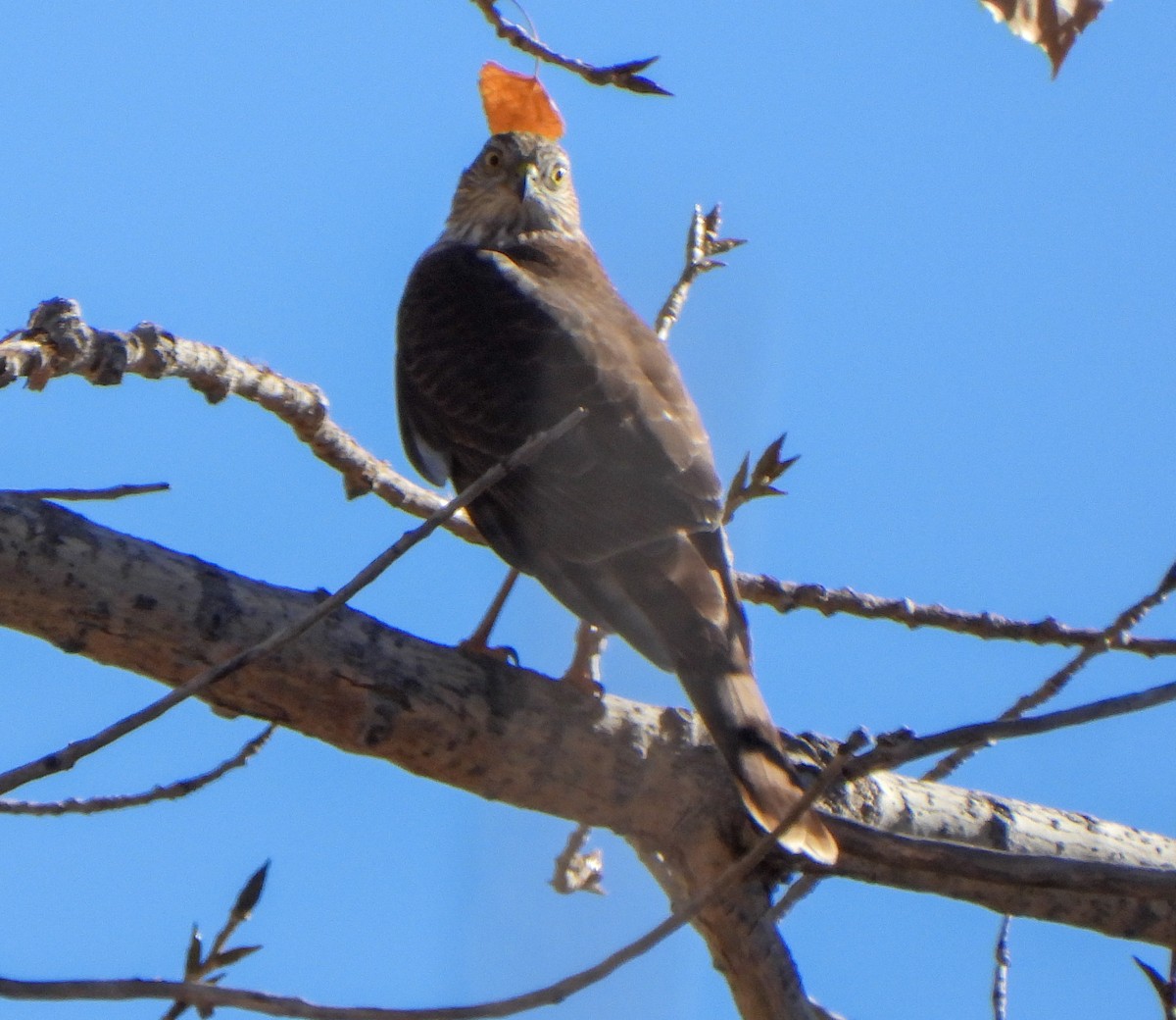 Sharp-shinned Hawk - ML644556047