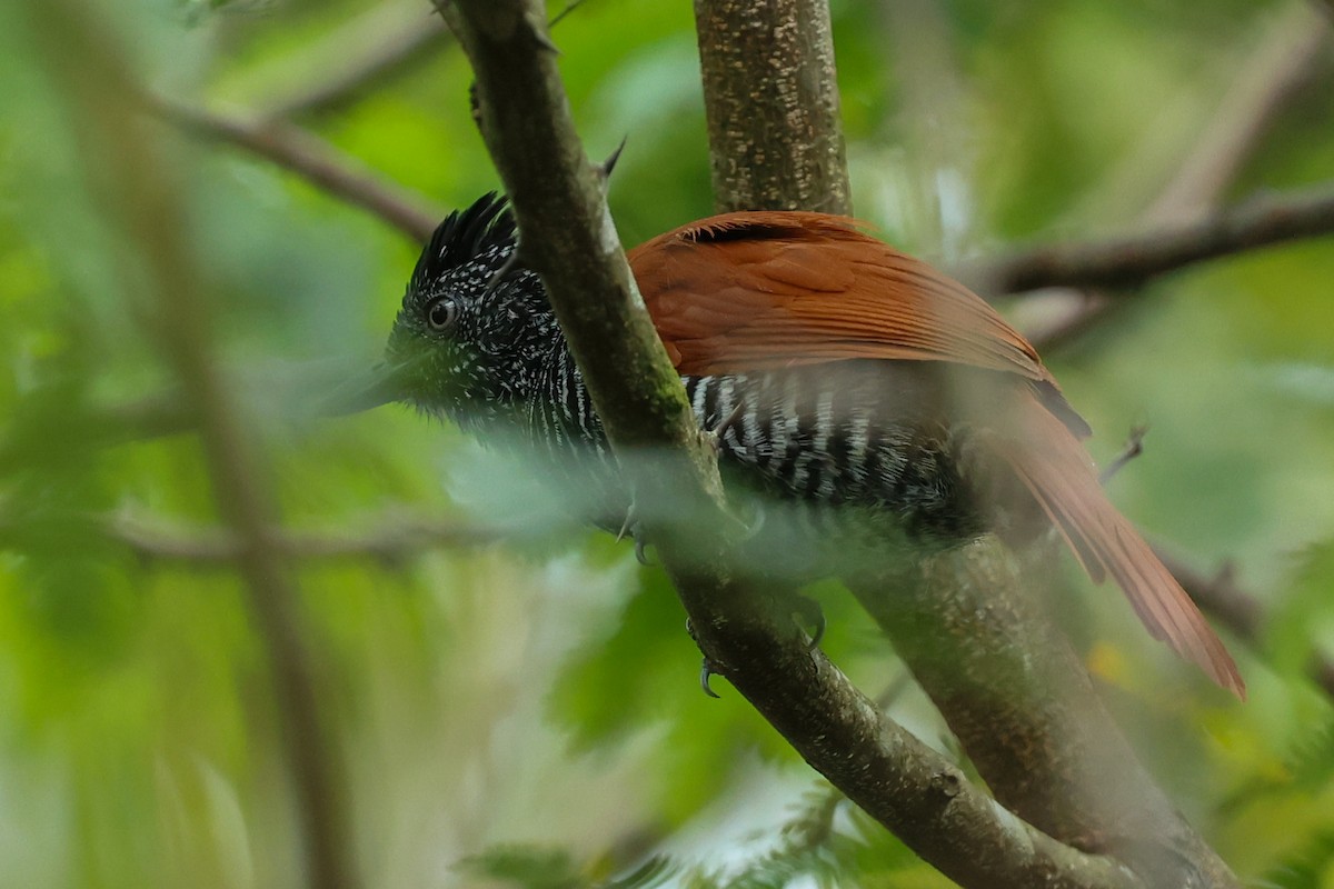Chestnut-backed Antshrike - ML644556048