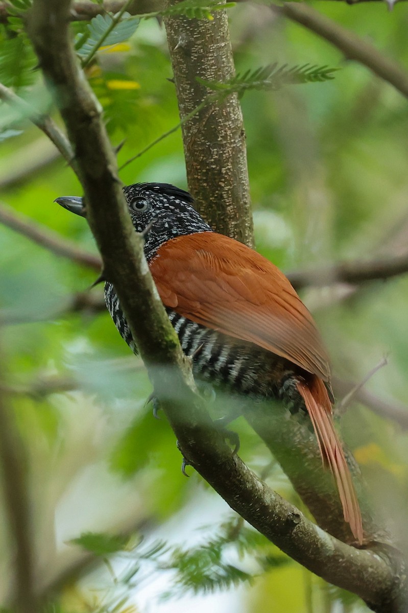 Chestnut-backed Antshrike - ML644556049