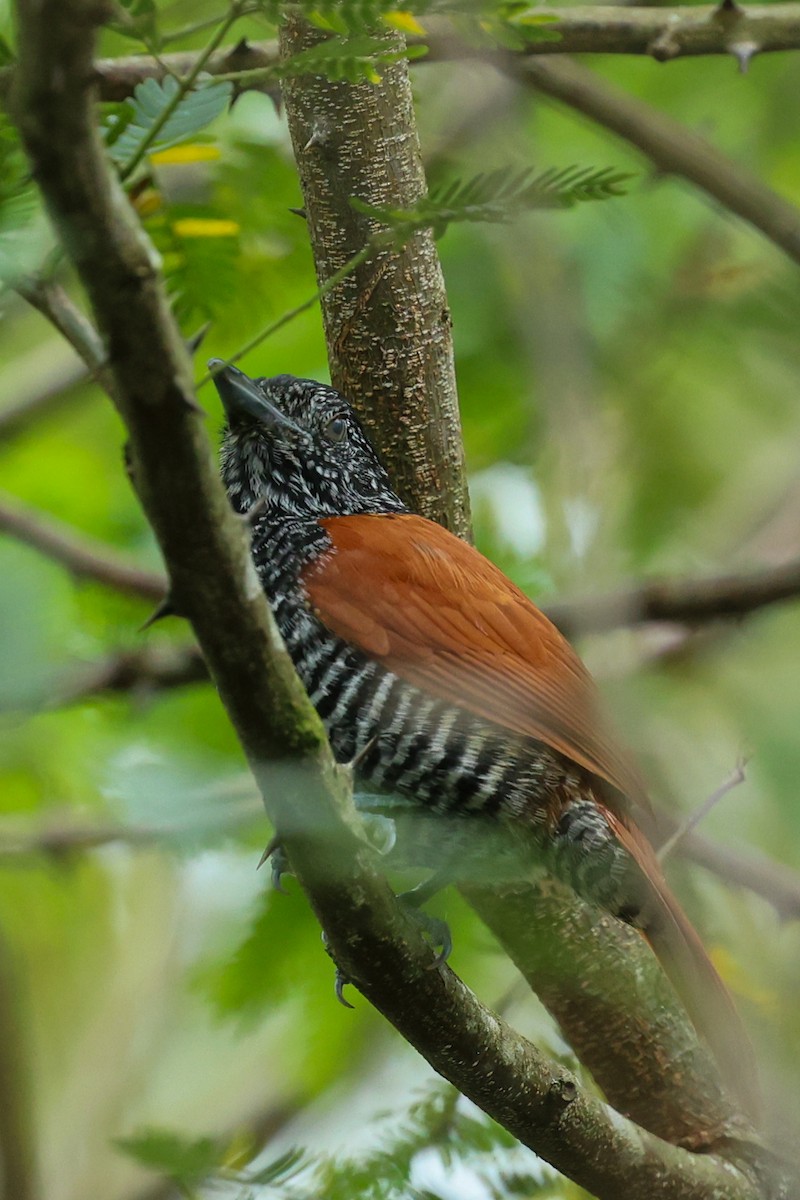 Chestnut-backed Antshrike - ML644556050