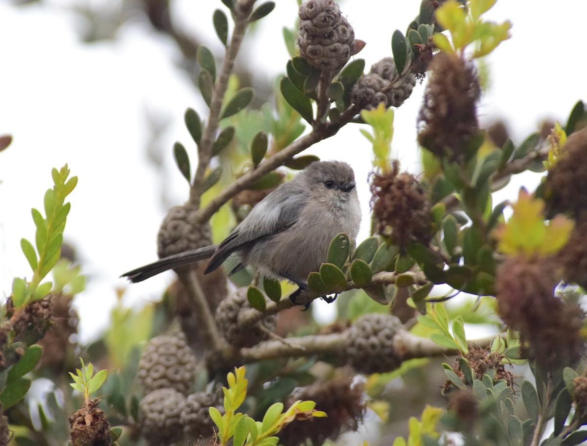 Bushtit (Pacific) - ML644556051